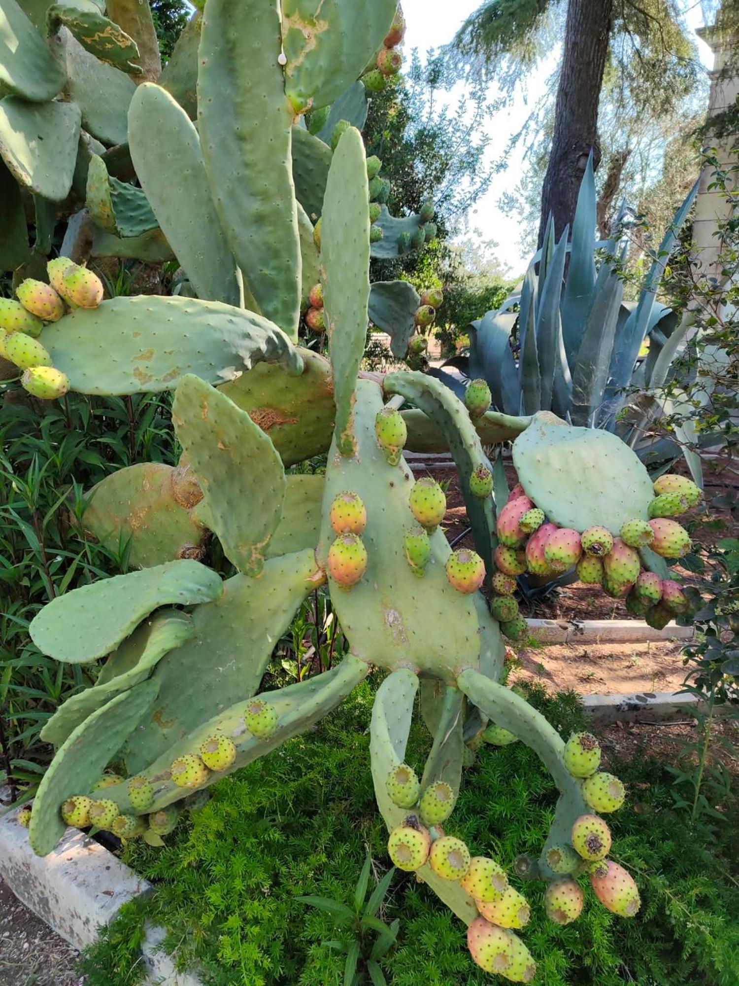 Agriturismo Villa Coluccia Martano Kültér fotó
