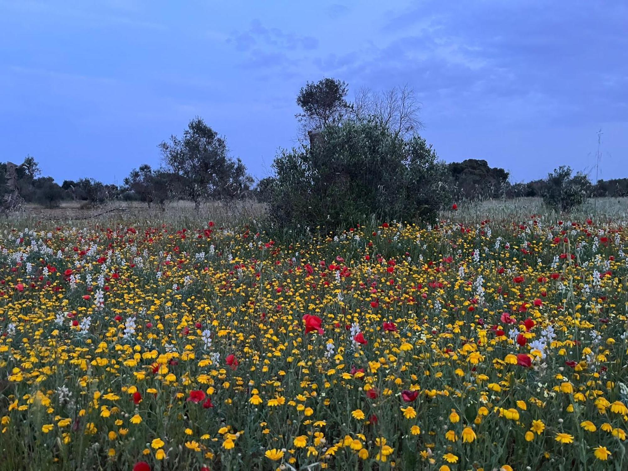 Agriturismo Villa Coluccia Martano Kültér fotó