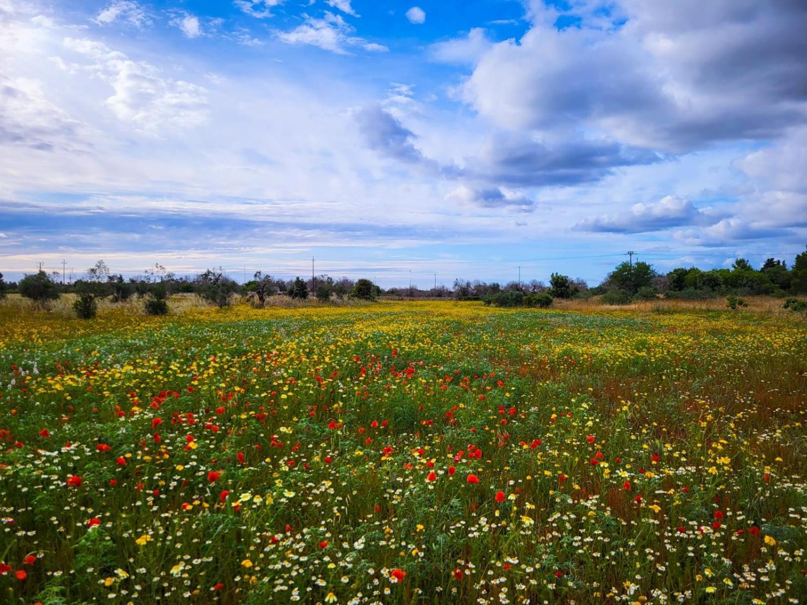 Agriturismo Villa Coluccia Martano Kültér fotó